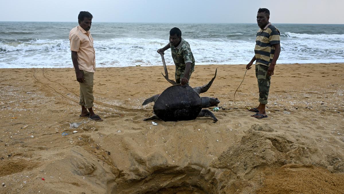 A surge of dead sea turtles in the sand